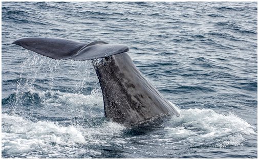 Защита китов: первое убежище на Балеарских островах