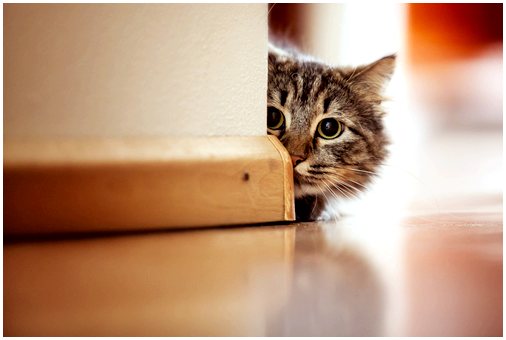 Поведение и конфликты у кошек: страх, фобия и беспокойство