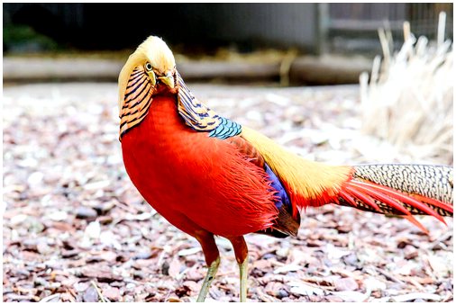 5 самых красочных птиц