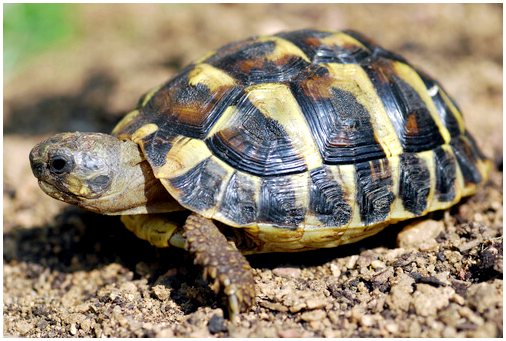 Средиземноморская черепаха: характеристики, поведение и среда обитания