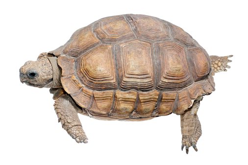 5 видов наземных черепах