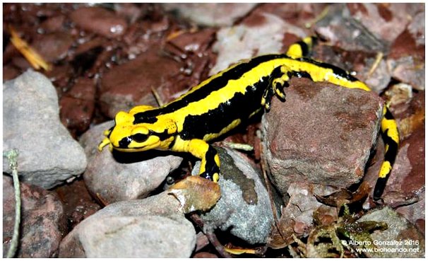 6 видов саламандр с Пиренейского полуострова
