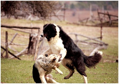 Организованные собачьи бои, жестокое обращение на ринге