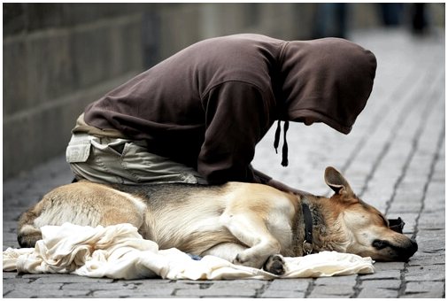 Бездомные с домашними животными: проблема больших городов