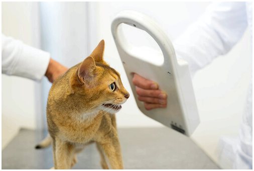 Диабет у кошек и собак: контролируйте уровень сахара в них