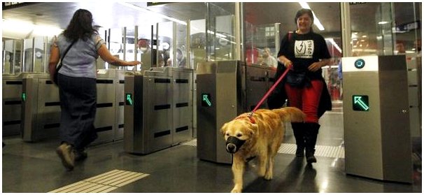 Хорошие новости! Собаки могут проникать во всю сеть мадридского метро.