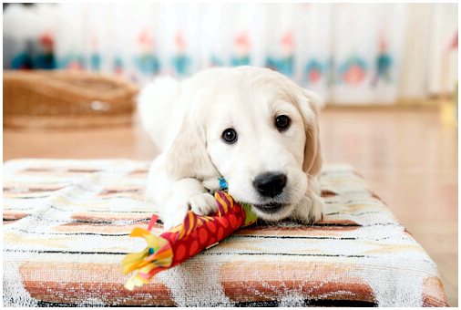 Антистрессовые игрушки для собак