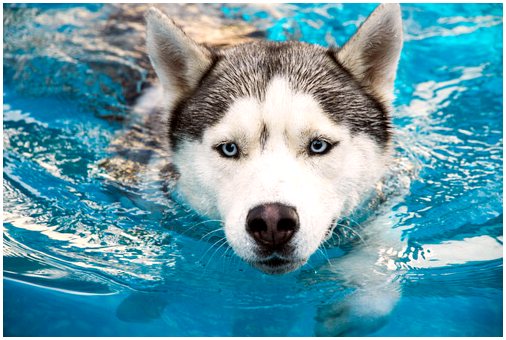Знайте причины, по которым вашей собаке следует плавать