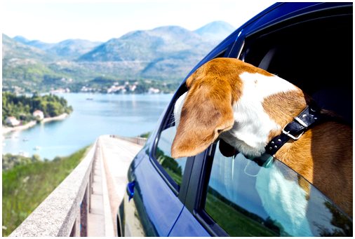 Почему собаки любят высовывать голову из окна машины?