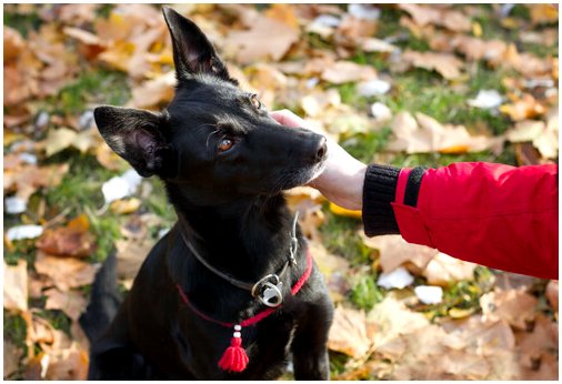 Японское приложение показывает, что чувствует ваша собака
