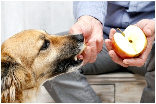 Домашний рацион для собак: самые рекомендуемые продукты