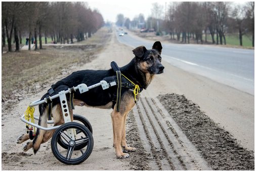 Как завести собаку с параличом нижних конечностей?