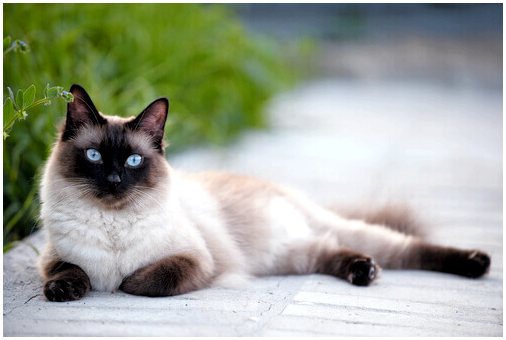 Каковы основные характеристики сиамской кошки?