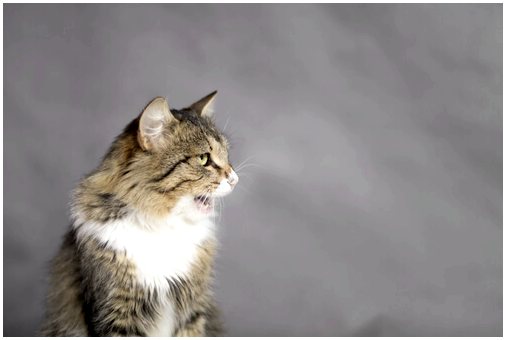 Кариес у кошек, знаете ли вы, как диагностировать состояние полости рта вашей кошки?