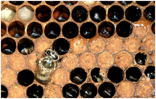 Медоносные пчелы и их жизненный цикл