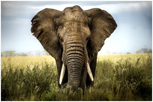 Различия между азиатскими и африканскими слонами