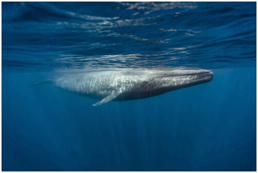 Они осуждают охоту на самого большого в мире кита