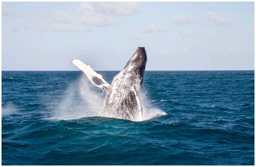 Они осуждают охоту на самого большого в мире кита