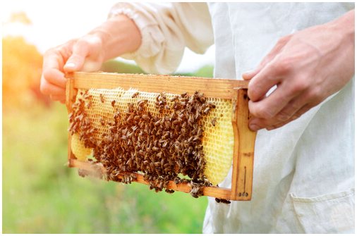 Они открывают новый препарат для пчел