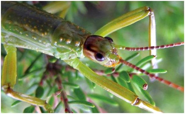 Палочковое насекомое Хоу: самое редкое насекомое в мире