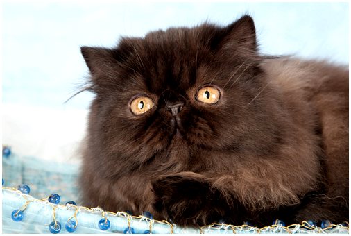 Персидская кошка: узнайте ее характеристики