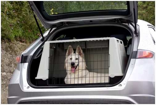 Путешествие с собакой на машине: советы и уход