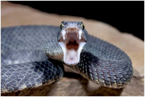 Различия между змеей, гадюкой и змеей