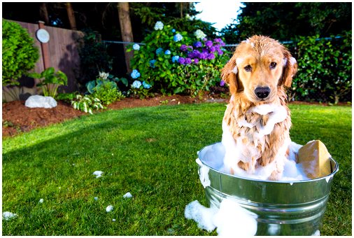 Рекомендации по соблюдению гигиены собаки в домашних условиях