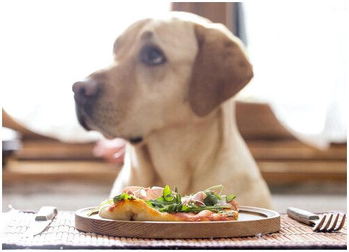 Антипаразитарные средства и корм для заботы о здоровье собаки летом