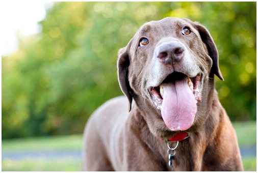Знаете ли вы, что собаки замечают тон голоса?