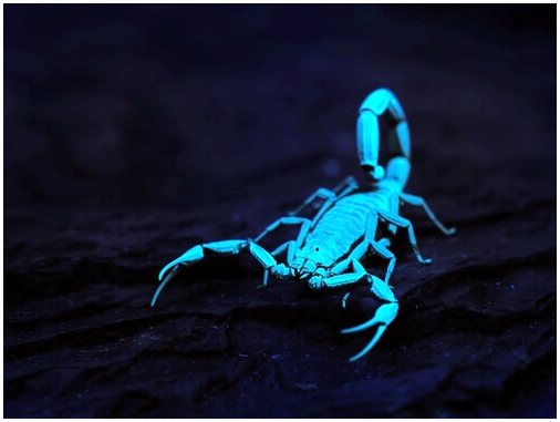Скорпион, светящийся в темноте