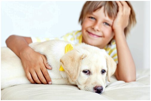 Наличие собаки в молодом возрасте помогает нам уменьшить беспокойство