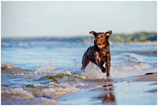 8 причин, почему ваша собака должна плавать