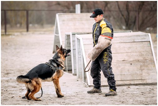 Тренировка защиты и нападения у собак