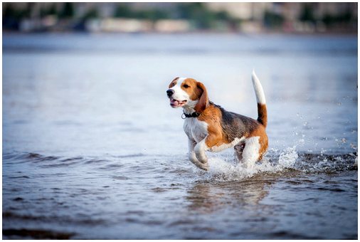 Уловки, чтобы избавиться от страха перед водой у собак