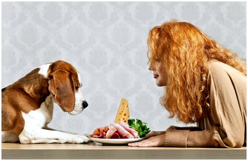 Важность диеты для сердца вашей собаки