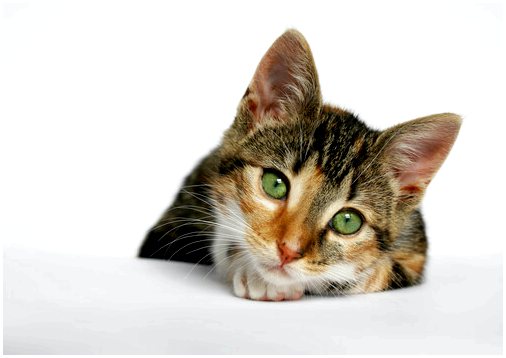 Передача и профилактика СПИДа у кошек