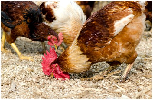 7 основных советов по выращиванию цыплят