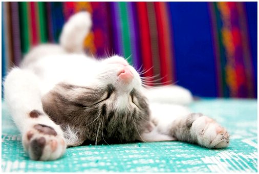 Интересные идеи постельного белья для кошек