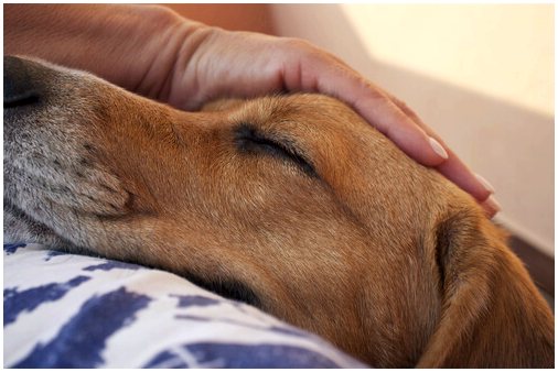 Вы уже знаете, как делать массаж собаке?