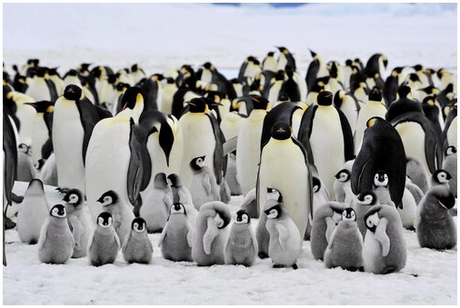 5 мест, где можно увидеть пингвинов