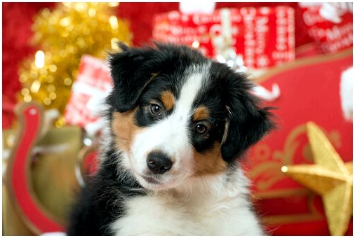 5 лучших рождественских подарков для наших собак и кошек