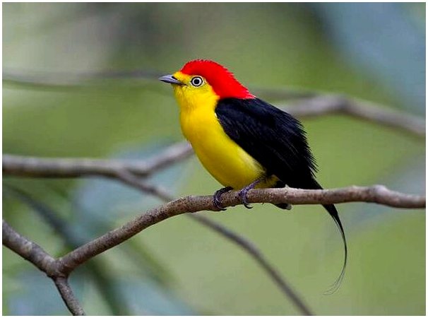 6 самых впечатляющих птиц