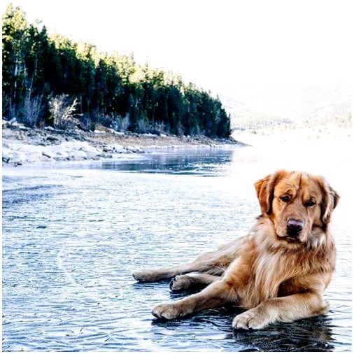 Аспен, собака, у которой 130 тысяч подписчиков в Instagram
