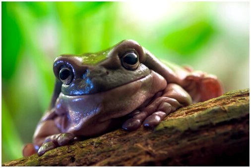 Австралийская древесная лягушка: характеристика, рацион и среда обитания