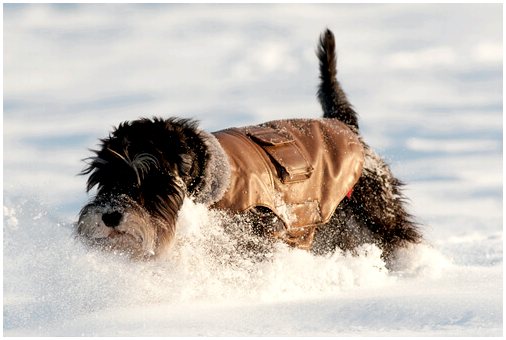 Наслаждайтесь снегом с собакой, приближается зима!