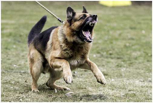 Что делать, если ваша собака становится агрессивной?