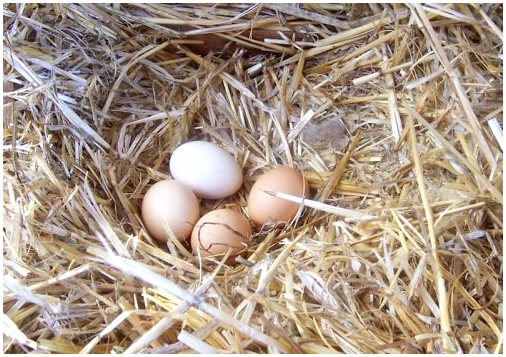 Что такое яйцекладущие животные?