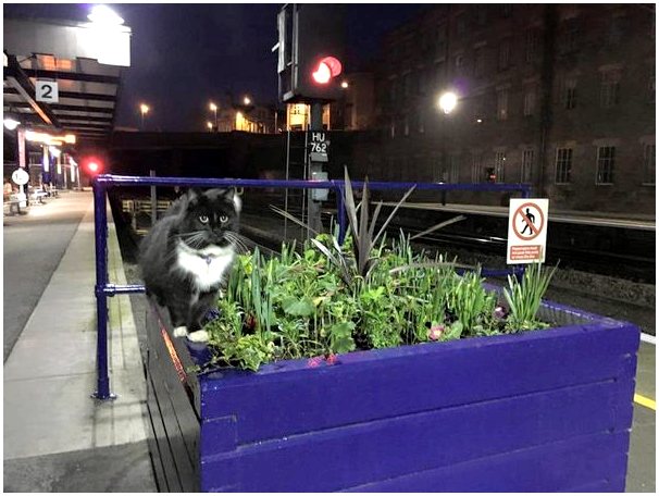 Феликс, кот, работающий на вокзале