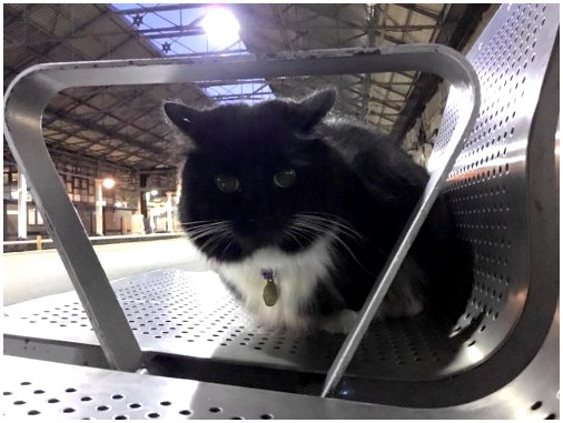 Феликс, кот, работающий на вокзале